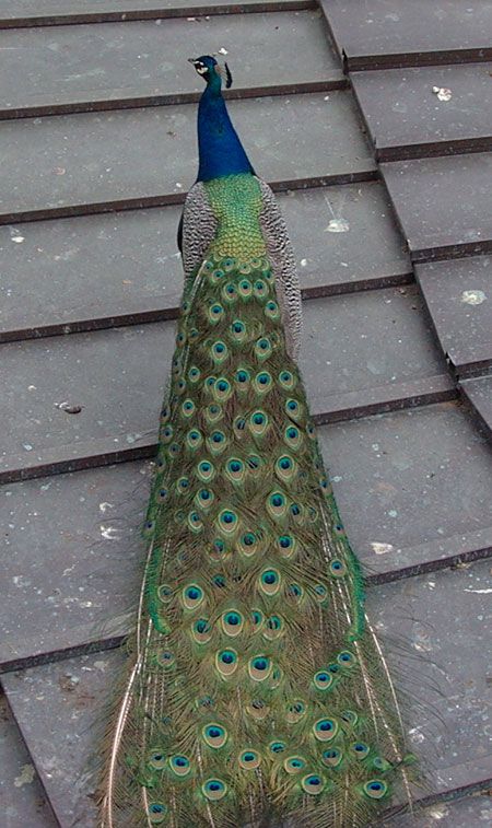 La imagen tiene un atributo ALT vacío; su nombre de archivo es pavo-real-450.jpg